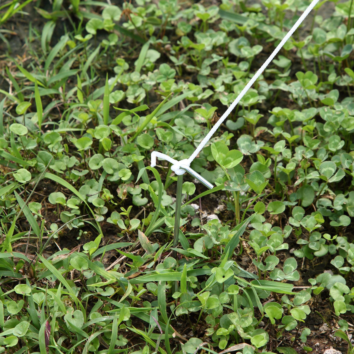 easycomfort easycomfort serra tunnel con struttura in acciaio zincato e telo in polietilene 6 finestre avvolgibili bianco 5 x 2 x 2 m